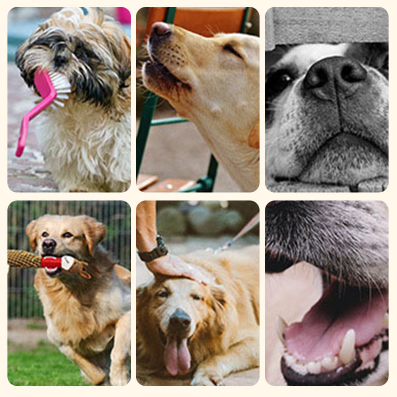 Quietschendes Plüschbär-Spielzeug für Hunde