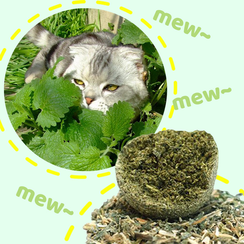 Riesiger Katzenminze Bälle