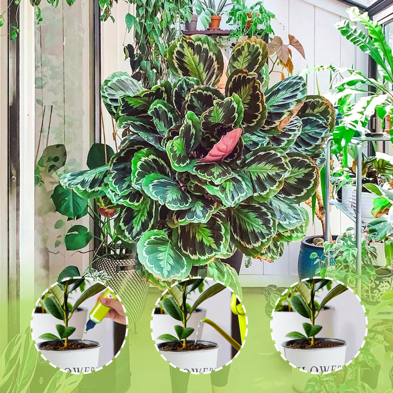 Flüssigdünger für Außen- und Zimmerpflanzen(50% OFF)