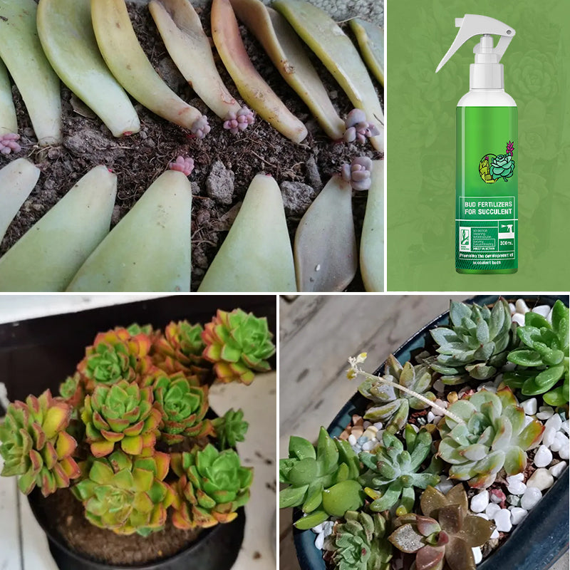Knospendünger für Sukkulenten(50% OFF)