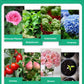 🌱 KAUFEN SIE 1, ERHALTEN SIE 1 GRATIS! 🌸 Pflanzenwachstumsaktivator – Für alle Pflanzen, gesunde Wurzeln und strahlende Blüten 🌿