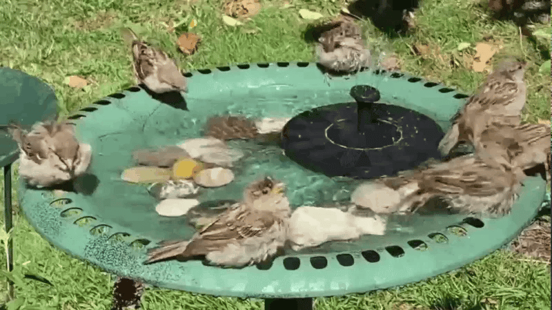 ⏳Zeitlich begrenztes Sonderangebot⏰Kompakte Solar-Vogelbrunnenpumpe – Beleben Sie Ihren Garten! 🐦️