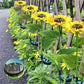 🌻🔥🔥🔥Wasserdichte Sonnenblume mit Solarpanel